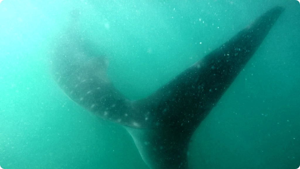 Whale Shark16