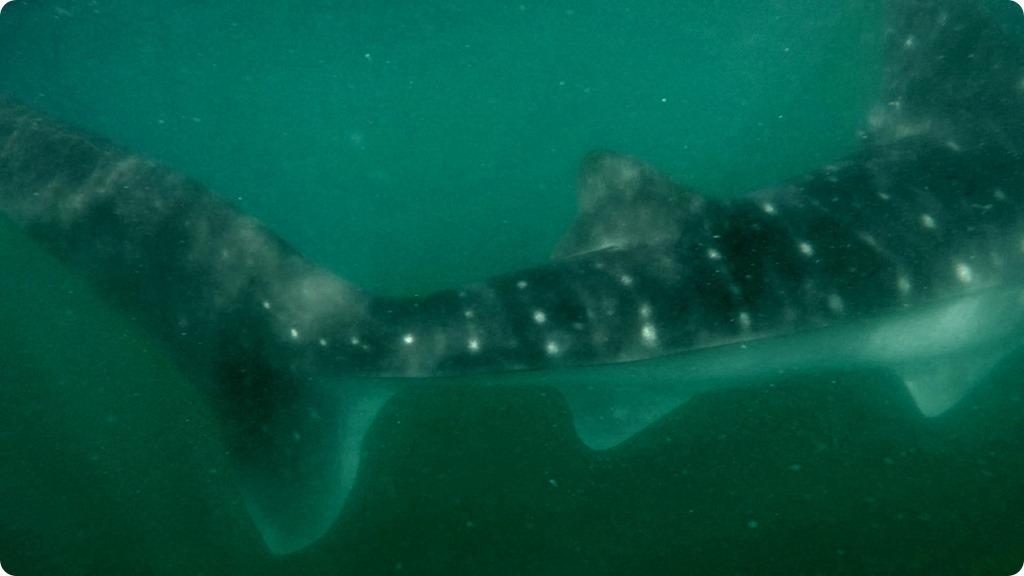 Whale shark2